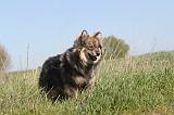 CHIEN FINNOIS DE LAPONIE 014
